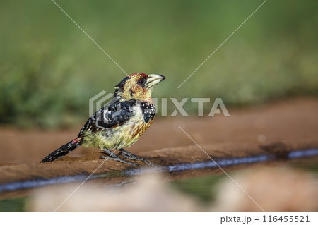Crested Barbet in Kruger National park, South Africa 116455521