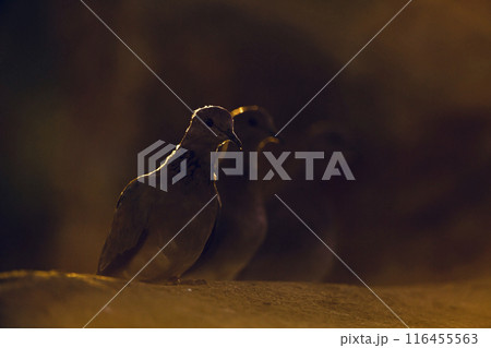 Laughing Dove in Kruger National park, South Africa Laughing Dove in Kruger National park, South Africa 116455563
