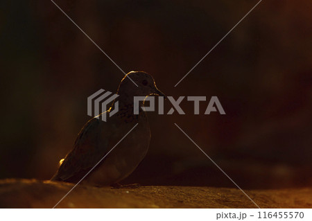 Laughing Dove in Kruger National park, South Africa 116455570