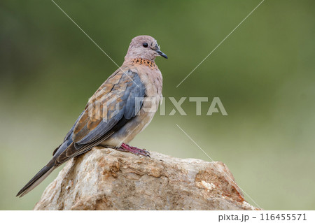 Laughing Dove in Kruger National park, South Africa 116455571