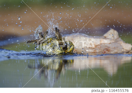 Lesser Masked Weaver in Kruger National park, South Africa 116455576
