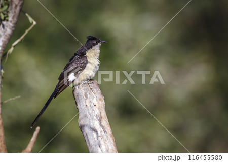 Pied Cuckoo in Kruger National park, South Africa 116455580