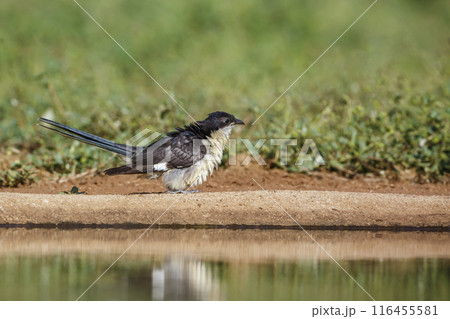 Pied Cuckoo in Kruger National park, South Africa Pied Cuckoo in Kruger National park, South Africa 116455581