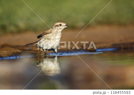 Red-backed Shrike in Kruger National park, South Africa Red-backed Shrike in Kruger National park, South Africa 116455583