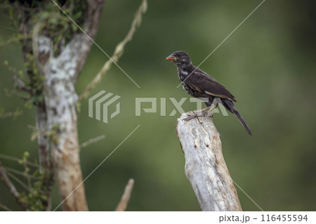Red billed Buffalo Weaver in Kruger National park, South Africa Red billed Buffalo Weaver in Kruger National park, South Africa 116455594