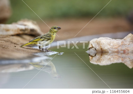 Red headed weaver in Kruger National park, South Africa 116455604