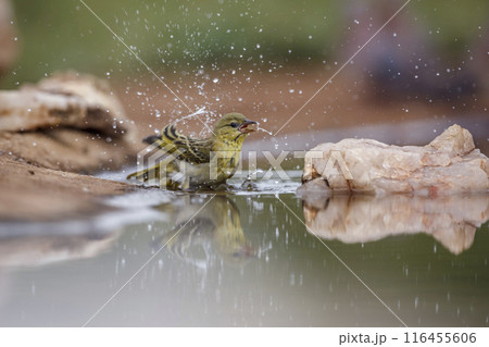 Red headed weaver in Kruger National park, South Africa Red headed weaver in Kruger National park, South Africa 116455606