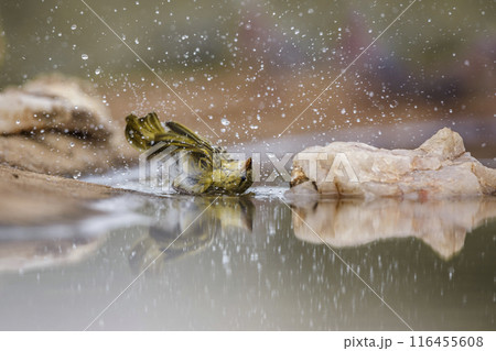 Red headed weaver in Kruger National park, South Africa Red headed weaver in Kruger National park, South Africa 116455608