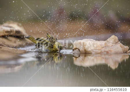 Red headed weaver in Kruger National park, South Africa Red headed weaver in Kruger National park, South Africa 116455610