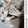 見つめる猫 116455654