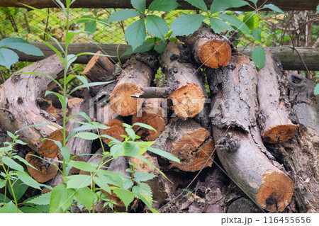 Storage of firewood. Firewood warehouse in countryside. Woodpile fresh cut pine logs. Country style. Natural wooden background. 116455656