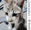 寝転がる猫 116455657