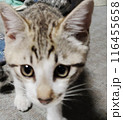 見つめる猫 116455658
