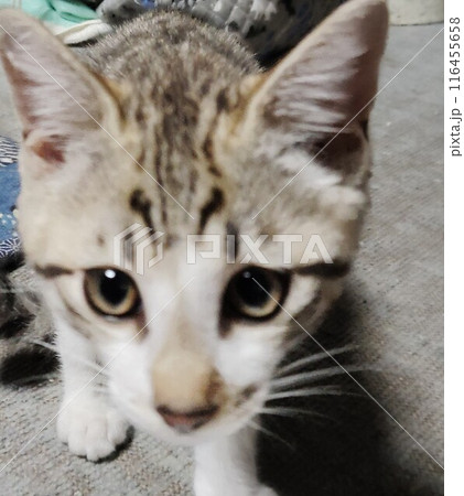 見つめる猫 見つめる猫 116455658