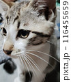 見つめる猫 116455659