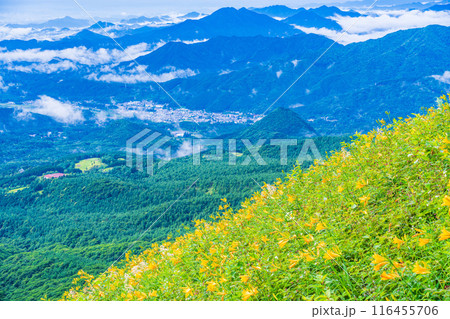 【栃木県】雨上がりの霧降高原  斜面のニッコウキスゲと後方に日光市の街並み 116455706