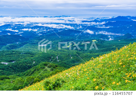 【栃木県】雨上がりの霧降高原 斜面のニッコウキスゲと後方に日光市の街並み 【栃木県】雨上がりの霧降高原 斜面のニッコウキスゲと後方に日光市の街並み 116455707