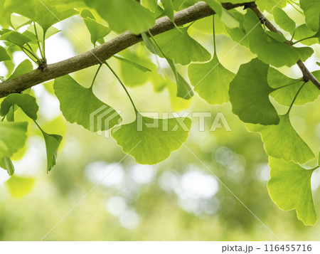イチョウの葉 116455716
