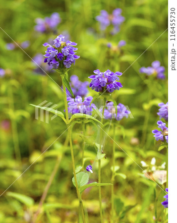 カゴソウの花 116455730