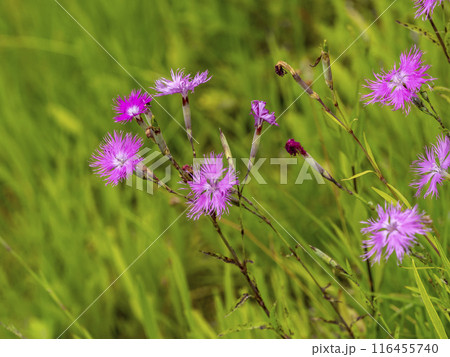 カワラナデシコの花 116455740
