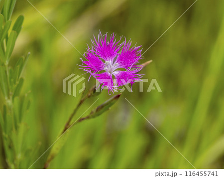 カワラナデシコの花 116455741