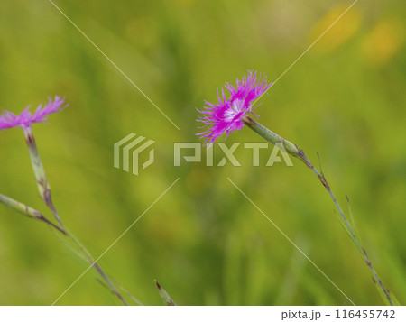カワラナデシコの花 カワラナデシコの花 116455742