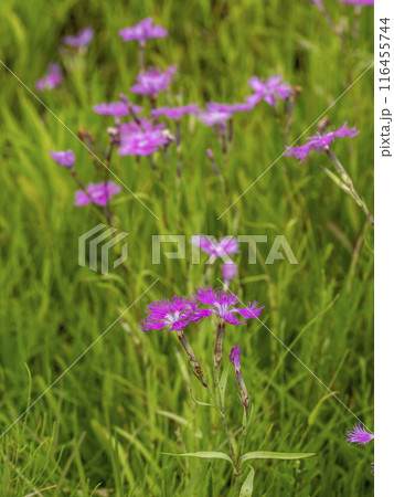 カワラナデシコの花 カワラナデシコの花 116455744