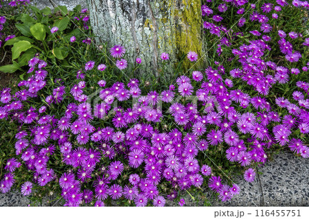 木の周りに密集して咲いているマツバギクの花 116455751
