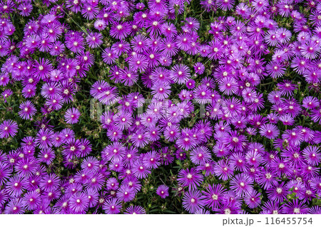 密集して咲いているマツバギクの花 密集して咲いているマツバギクの花 116455754