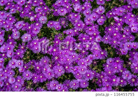 密集して咲いているマツバギクの花 密集して咲いているマツバギクの花 116455755