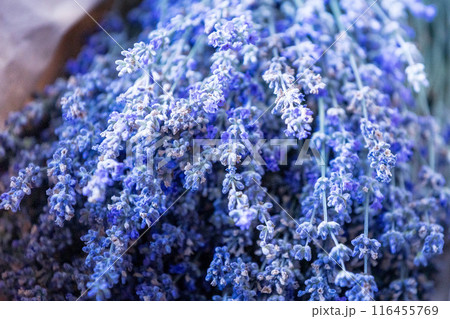 Fresh lavender wrapped in a sheet of paper 116455769