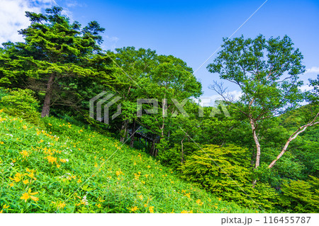 【栃木県】雨上がりの日光・霧降高原  小丸山展望台付近のニッコウキスゲ 116455787