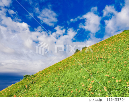【栃木県】雨上がりの日光・霧降高原 小丸山展望台付近のニッコウキスゲ 【栃木県】雨上がりの日光・霧降高原 小丸山展望台付近のニッコウキスゲ 116455794