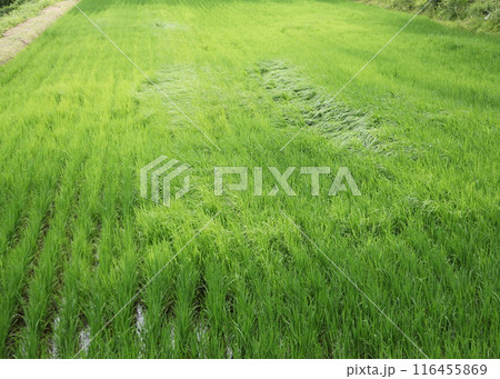 雑草のヒエに覆われた水田 雑草のヒエに覆われた水田 116455869