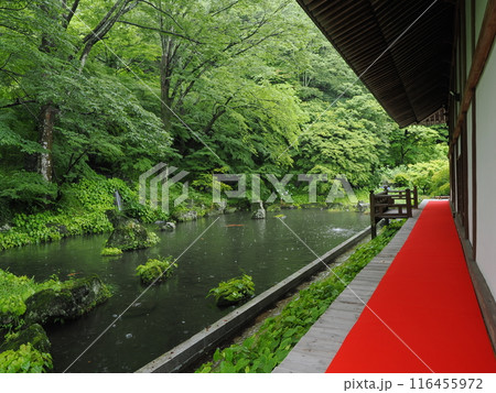 雨の青龍山吉祥寺 本堂廻廊と裏手の池 雨の青龍山吉祥寺 本堂廻廊と裏手の池 116455972