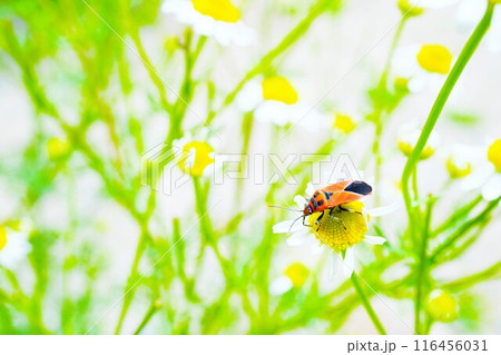 屋外でジャーマンカモミールの花に止まるオレンジ色のヒメマダラナガカメムシ 116456031