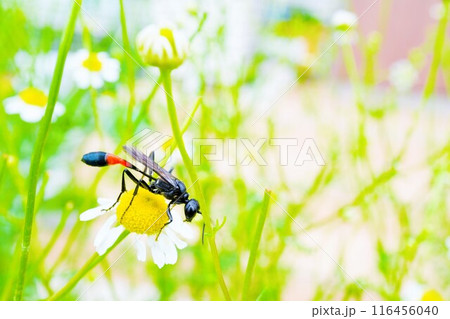 屋外でジャーマンカモミールの花の上に止まる黒く細長いジガバチ 屋外でジャーマンカモミールの花の上に止まる黒く細長いジガバチ 116456040