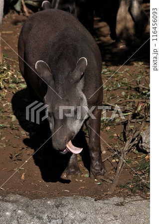 舌を出すアメリカバク 116456093