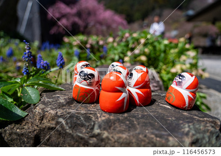 大阪箕面の勝尾寺の境内の風景とダルマ 116456573