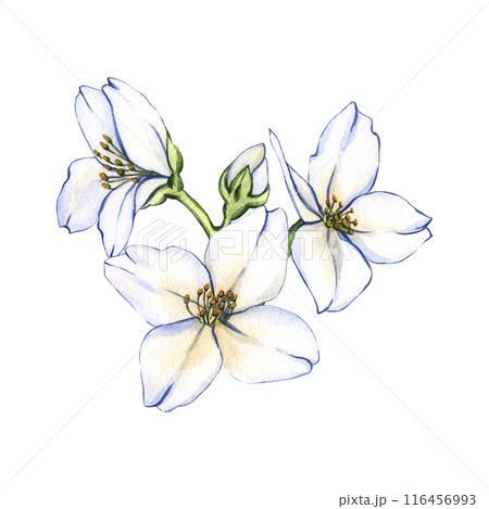 Bouquet of jasmine flowers. Watercolor illustration White flower with green leaves. Design for cosmetic product, tea, perfume, essential oil Bouquet of jasmine flowers. Watercolor illustration White flower with green leaves. Design for cosmetic product, tea, perfume, essential oil 116456993