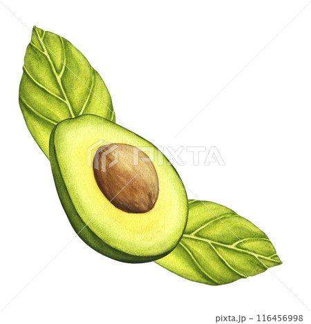 Watercolor Avocado. Watercolor hand drawn botanical illustration. Vegetarian fruit. Half avocado. Slices of green avocado 116456998