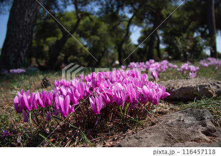 Blooming wild cyclamen in the forest. Autumn in Greece. 116457118