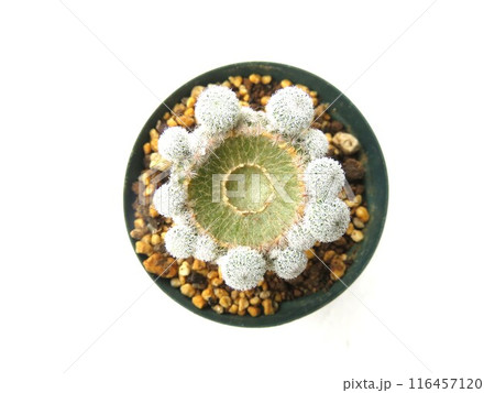 胴切り後　サボテン 116457120