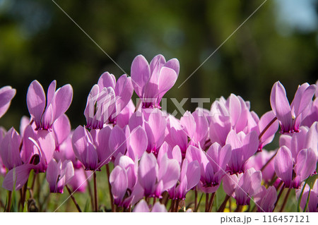 Blooming wild cyclamen in the forest. Autumn in Greece. 116457121