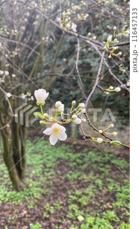 Delicate white flowers blooming on a tree branch symbolize new life and growth in spring 116457133