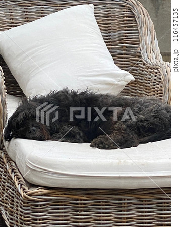 Black terrier dog relaxing on a comfortable wicker chair Black terrier dog relaxing on a comfortable wicker chair 116457135