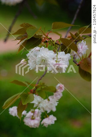 Spring Blossoms 116457624