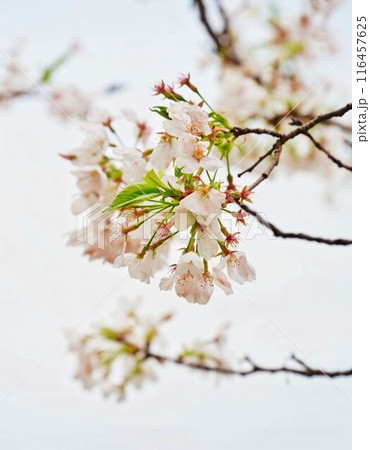 Cherry Blossom Branch 116457625
