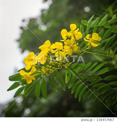 Yellow Flowers on a Green Branch Yellow Flowers on a Green Branch 116457667
