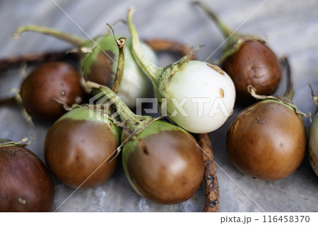 Close up of rotten eggplant isolated. Thai eggplant. 116458370